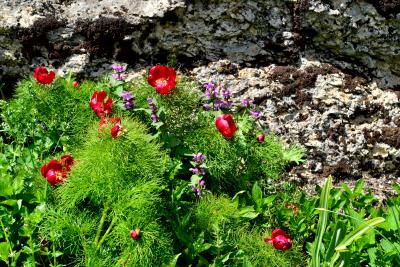 Прикрепленное изображение: DSC_0115.JPG